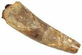 Bargain, Fossil Spinosaurus Tooth - Real Dinosaur Tooth #326264-1